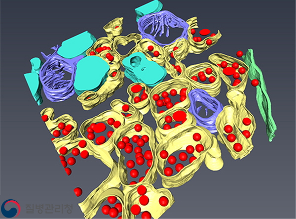 MERS-corona-virus(3D)