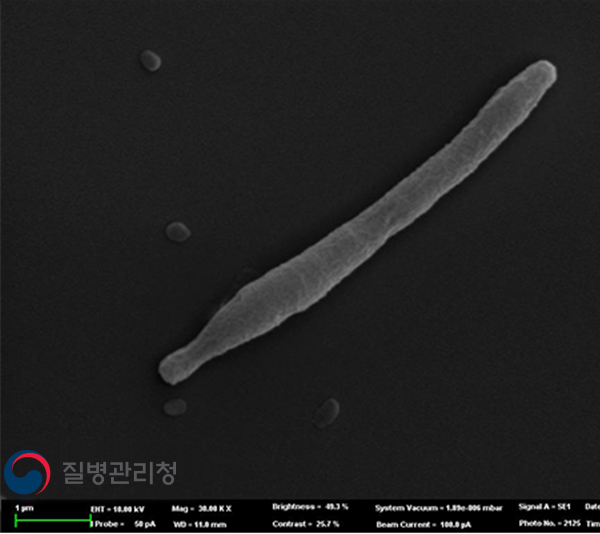 Legionella-pneumophila