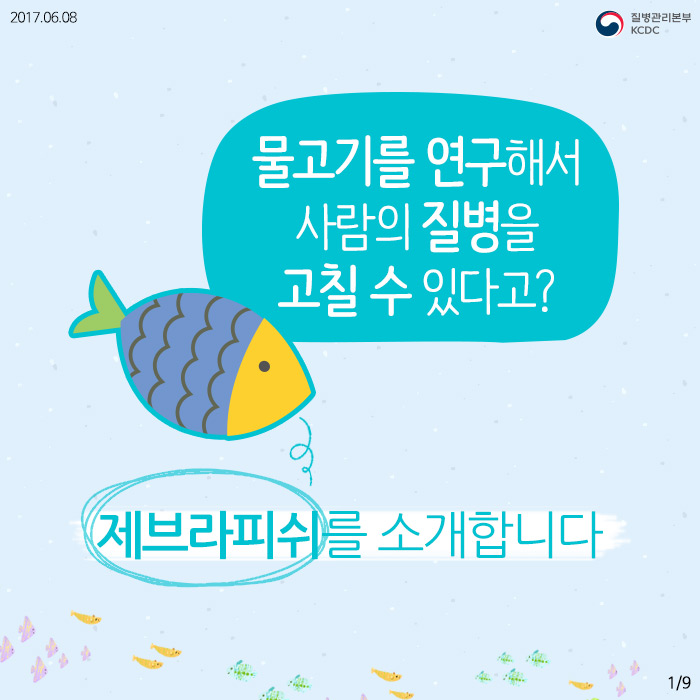 물고기를 연구해서 사람의 질병을 고칠 수 있다고? (제브라피쉬) 사진1