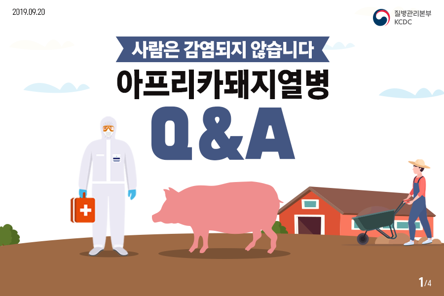 <사람은 감염되지 않습니다> 아프리카돼지열병 Q&A